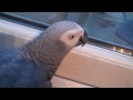 Parrot whistling to the dog