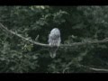 videos de Kozača (Ural owl)