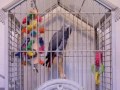 My African Grey, Mxo 5