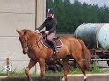 en l'honeur de fanon, un cheval exceptionnel