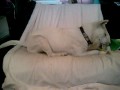 Kishu - At home #1