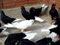http://www.kusculardernegi.com