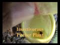 pitcher plant