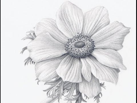 how to draw flowers