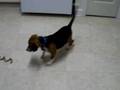 Lazer Chasing Beagle