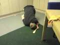 videos de Spank off balls.MP4