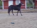 videos de Zota 30/10-08