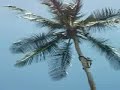 freestyle tree climber zanzibar freestyle tree climber zanzibar video shot by: Yangumke