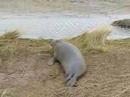 Grey seals in North Somercotes-1