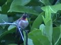 Rufous Hummingbird on laurel hedge