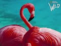 WWF(Wild World Fund)Help The Animals!