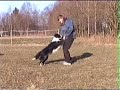 Border collie Frigg showing a few tricks Border collie Frigg showing a few tricks