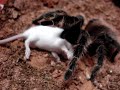 Lasiodora Klugi pegando um rato (parte 2) Lasiodora Klugi pegando um rato (parte 2)