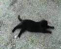 Hard Working Cats - Lazy Bones Hard Working Cats - Lazy Bones