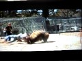 Un oso ataca mortalmente a su entrenador