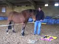 Leadership Training with Horses