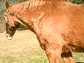 Horsing Around WV