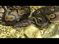 2008 clutch # 5 - part 2 - \" Super Black Head?\" 2008 clutch # 5 - part 2 - \" Super Black Head?\"