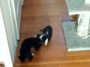 cute kittens playing