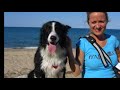 Border Collie Dance Remix! Border Collie Dance Remix!