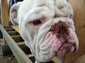 Ugly Dog