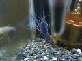 Blue Crayfish???????????