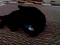 Cat getting freaky!!!
