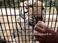 bcsi lakbay aral '09 zoobic safari tiger encounter