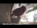 Cardinal at bird feeder