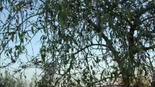 Tracing all That remains of the destroyed village of Shilta, Palestine