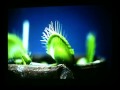 The ICPS World Conference in Tokyo 2002 - Part 13