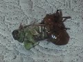 Metamorfose Cigarra Metamorfose Cigarra
