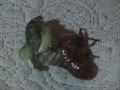 Metamorfose Cigarra