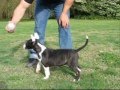 Bull Terrier Inglés video