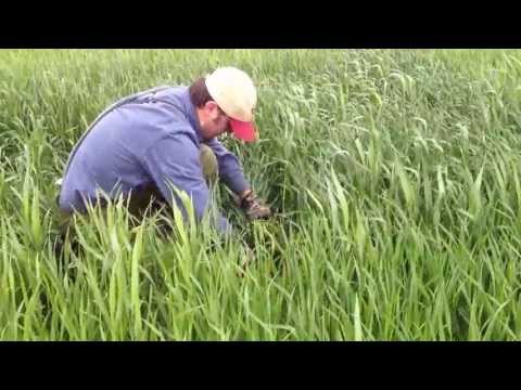 how to harvest nitrogen