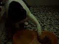 el gato que come con las patas