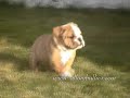 Artemis-puppy-11-2008.wmv
