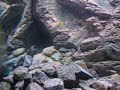 960 tanganyika tank neolamprologus gracilis