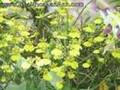 bai hat ve thay co Nhớ ơn thầy c&ocirc; - Clip Mừng Nh&agrave; Gi&aacute;o VN - YouTube