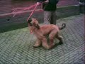 Afghan Hound Elaisa al Ghazi Afghan Hound Elaisa al Ghazi