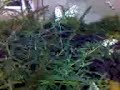 GardenI GardenI