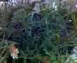 GardenI