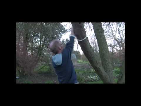 how to fasten a hammock to a tree