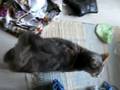 videos de Whiskey