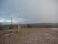 5 yrs 16.0 hh Black Friesian - Dyfed