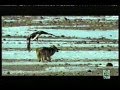 Lances de cetrería
