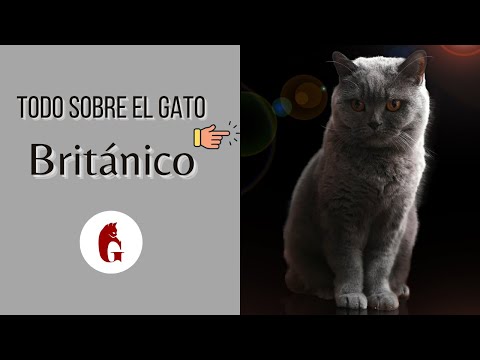 British Cat 😻 (Shorthair and Longhair) - Subtitles