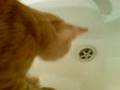 Cat-a-log: Amitz drinks from the tap.