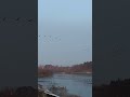 朝の化女沼🌄羽ばたき