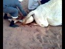 At the birth of the female camel